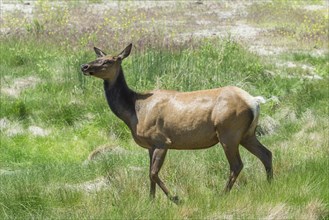 American Elk or Wapiti (Cervus canadensis)