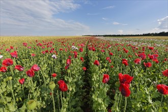 Field of poppies