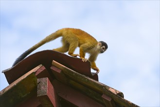 Red-backed Squirrel Monkey (Saimiri oerstedii) balancing on a roof