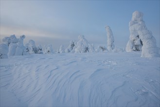 Snow-covered spruces