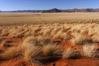 Steppe landscape in the southern foothills of the Namib Desert