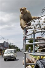 Tied Northern pig-tailed macaque (Macaca leonina) on an SUV in traffic