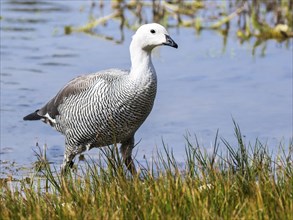 Greylag goose (Anser anser)