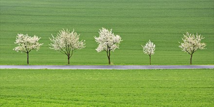 Blossoming cherry trees on a country road