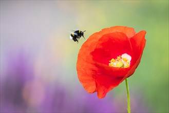 Garden bumblebee (Bombus hortorum) flies Corn poppy (Papaver rhoeas) to Hesse