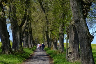 Kurfurstenallee