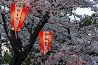 Glowing lanterns in blossoming cherry trees at Hanami Festival in spring