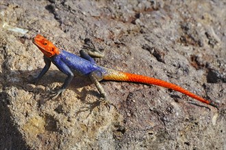 Namib rock agama (Agama planiceps)