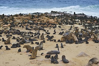 Brown Fur Seals or Cape Fur Seals (Arctocephalus pusillus) on the beach