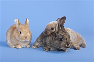 Three Domestic Rabbits (Oryctolagus cuniculus forma domestica)
