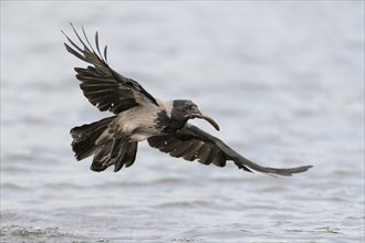 Hooded Crow (Corvus corone cornix) flying with a caught fish in the beak