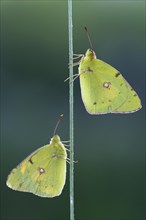 Two Pale Clouded Yellows on a blade of grass