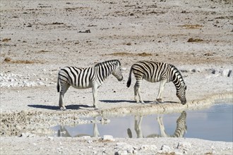 Burchell's zebras (Equus quagga burchelli) at a waterhole