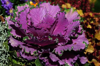Purple Ornamental Cabbage (Brassica)