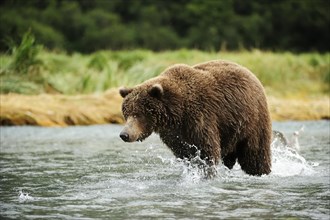 Brown Bear (Ursus arctos) catching salmon