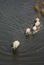 African Elephants (Loxodonta africana)
