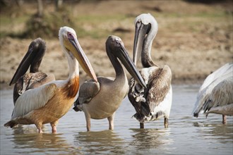 Great White Pelicans (Pelecanus onocrotalus) group of adults and subadults