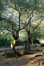 Olive grove near the Santa Cristina fountain sanctuary