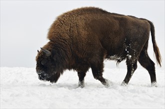 European bison (Bison bonasus)