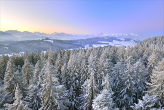 View from Chuderhusi over snow-covered fir trees in the Emmental region at dawn