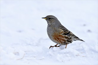 Alpine Accentor (Prunella collaris)