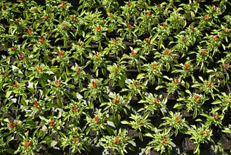 Chilli plant bed with green and red foliage and infructescence