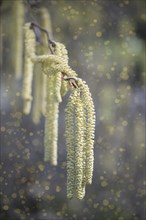 Flowering common hazel (Corylus avellana) with sprouting pollen (allergens)