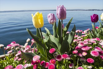 Tulips (Tulipa) and Daisies (Bellis perennis) on Lake Constance