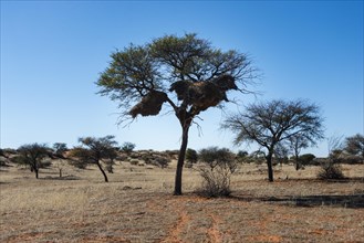 Camel Thorn Tree (Acacia erioloba) with nests of the Sociable Weaver (Philetairus socius)