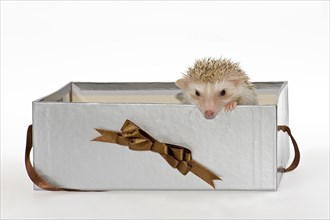 Two Four-toed Hedgehogs or African Pygmy Hedgehogs (Atelerix albiventris)