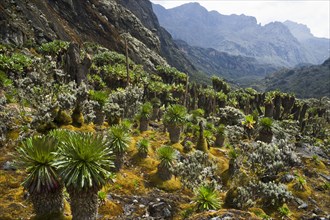 Giant Groundsels (Dendrosenecio) in the Rwenzori Mountains