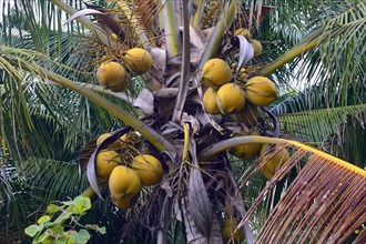 Coconuts on a Coconut Palm (Cocos nucifera)