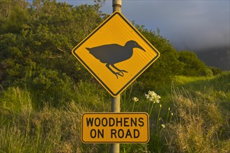 Warning sign Woodhens on road