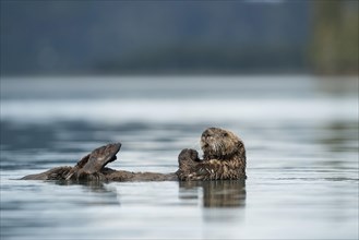 Sea Otter (Enhydra lutris) floating on the back