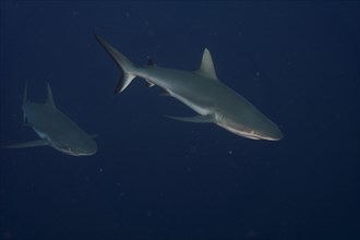 Grey reef sharks (Carcharhinus amblyrhynchos)