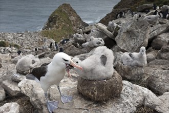 Black-browed albatross (Thalassarche melanophris) feeding chick on nest