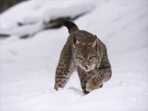 Northern Lynx (Lynx lynx) walking through snow