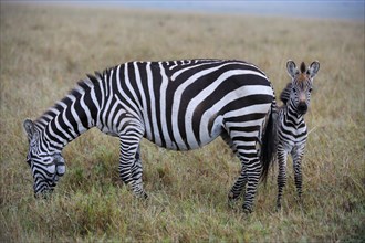 Plains Zebras (Equus guagga)