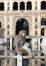 Rhesus Macaque (Macaca mulatta) at Monkey Temple