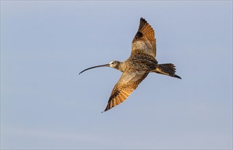 Long-billed curlew (Numenius americanus) flying