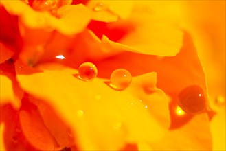 Dewdrops on a blooming orange Tagetes flower (Tagetes)