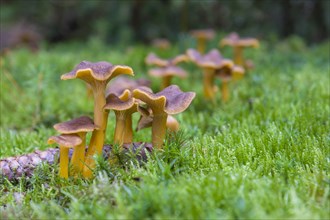 Yellowfoot fungus (Craterellus tubaeformis)
