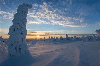 Snow-covered trees