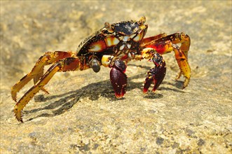 Spider crab (Neosarmatium meinerti) on a rock