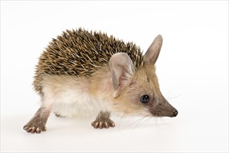 Long-eared Hedgehog (Hemiechinus auritus aegypticus)