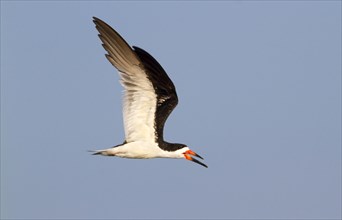 Black Skimmer (Rynchops niger) flying
