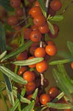 Fruits of the sea buckthorn (Hippophae rhamnoides) on the bush