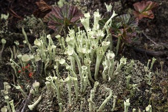 Lichens (Cladonia)