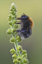 New garden bumblebee (Bombus hypnorum)