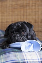 Black pug on hot water bottle in bed